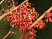 Hamamelis Danny 2015 02 07 3149